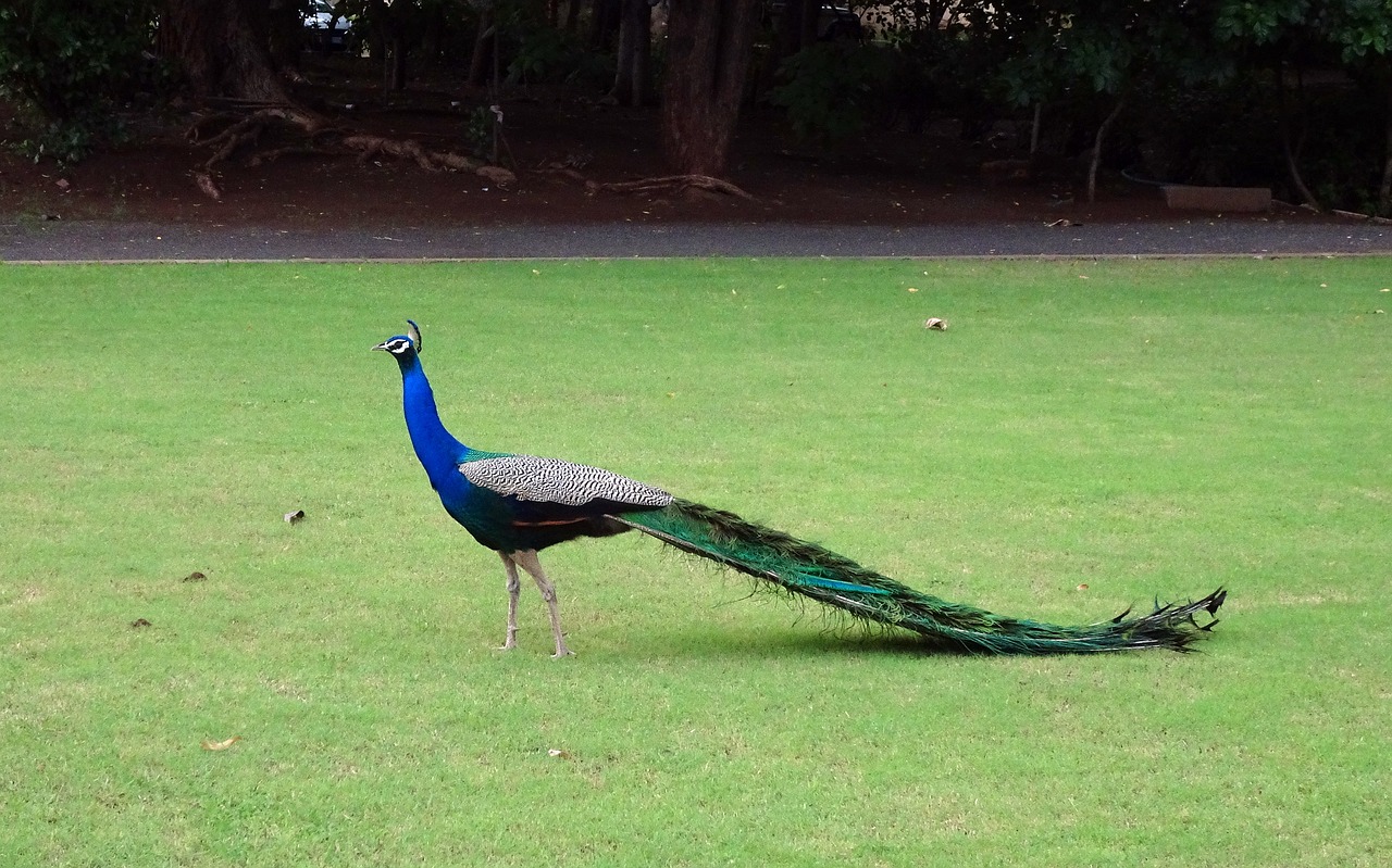 peacock bird plumage free photo