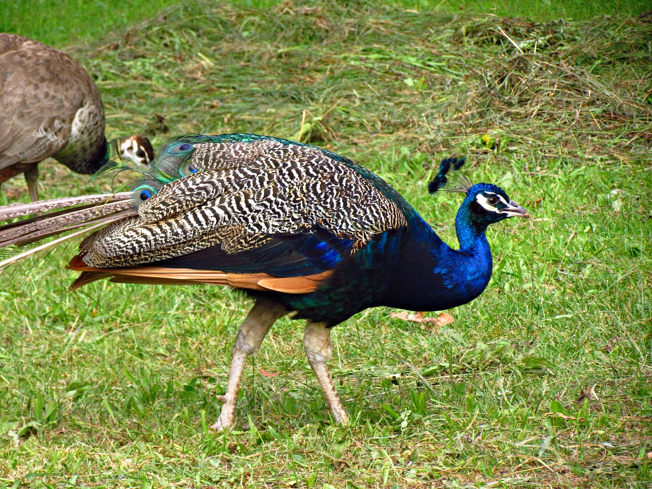 peacock bird nature free photo