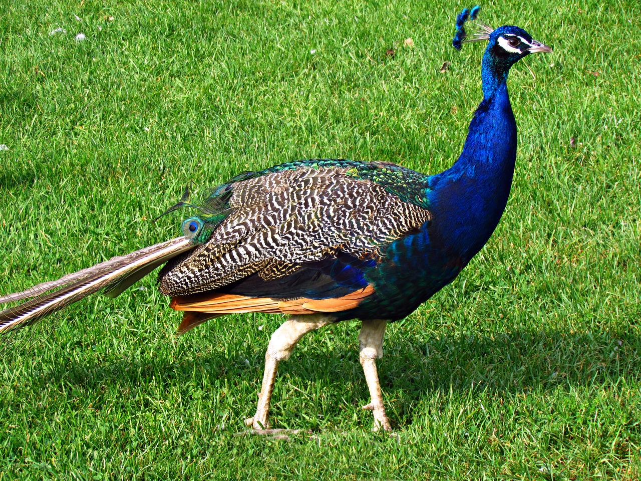 peacock bird nature free photo