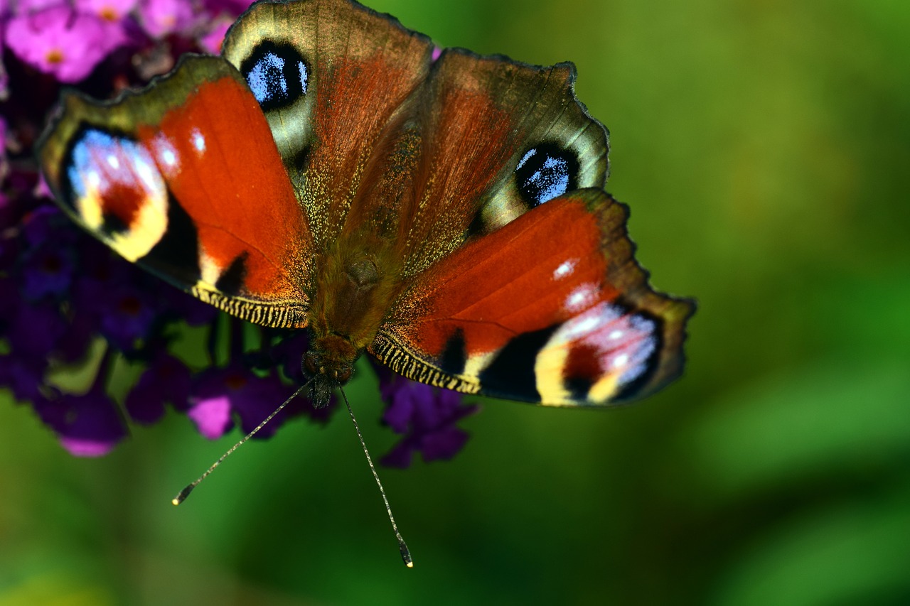 peacock butterfly insect free photo