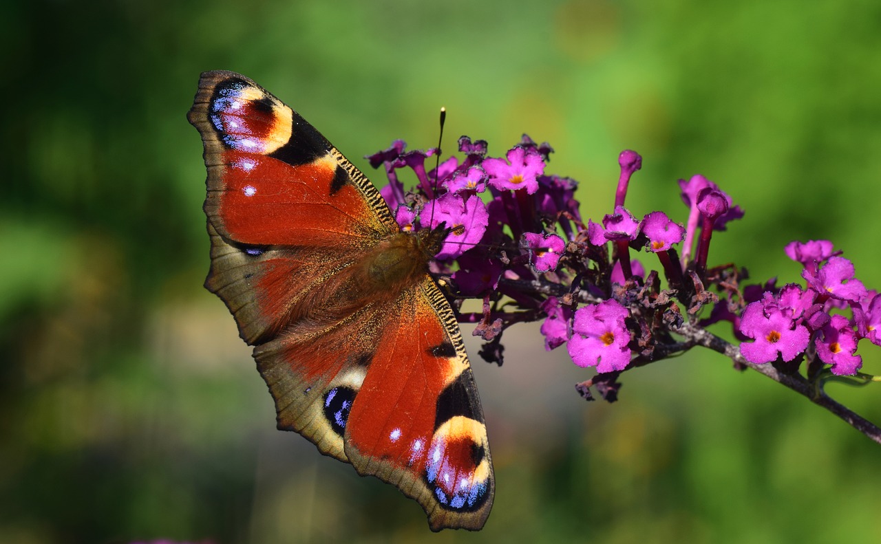 peacock butterfly insect free photo