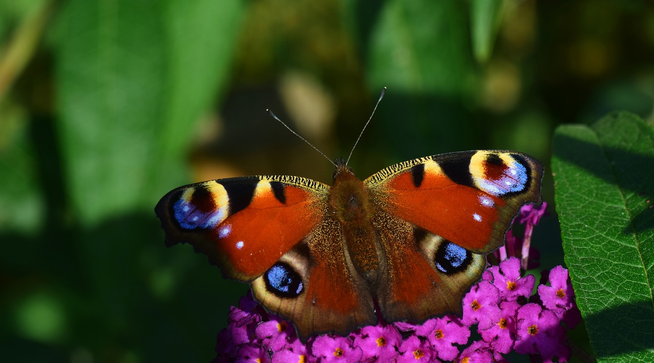 peacock butterfly insect free photo