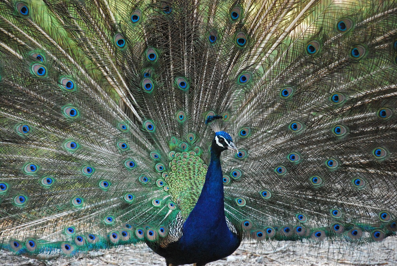 peacock nature bird free photo