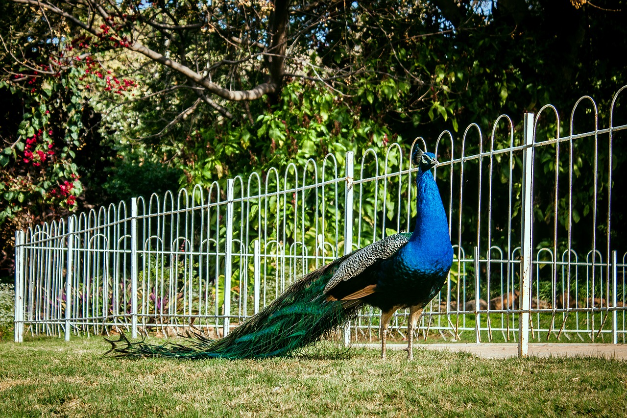 peacock peafowl bird free photo