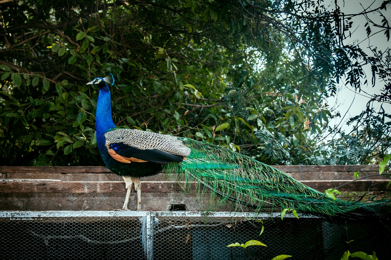 peacock peafowl bird free photo