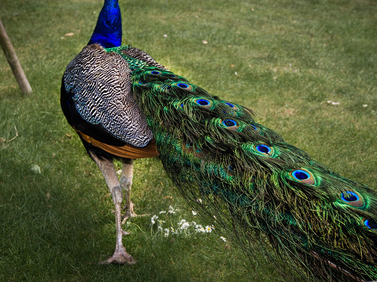 peacock spring halefjær free photo