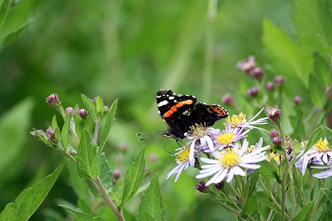 peacock butterfly animals free photo