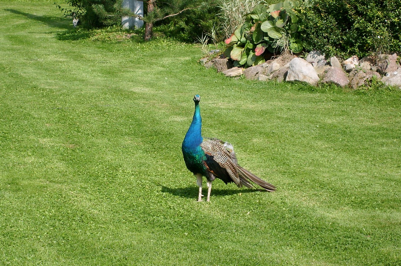 peacock colored tom free photo