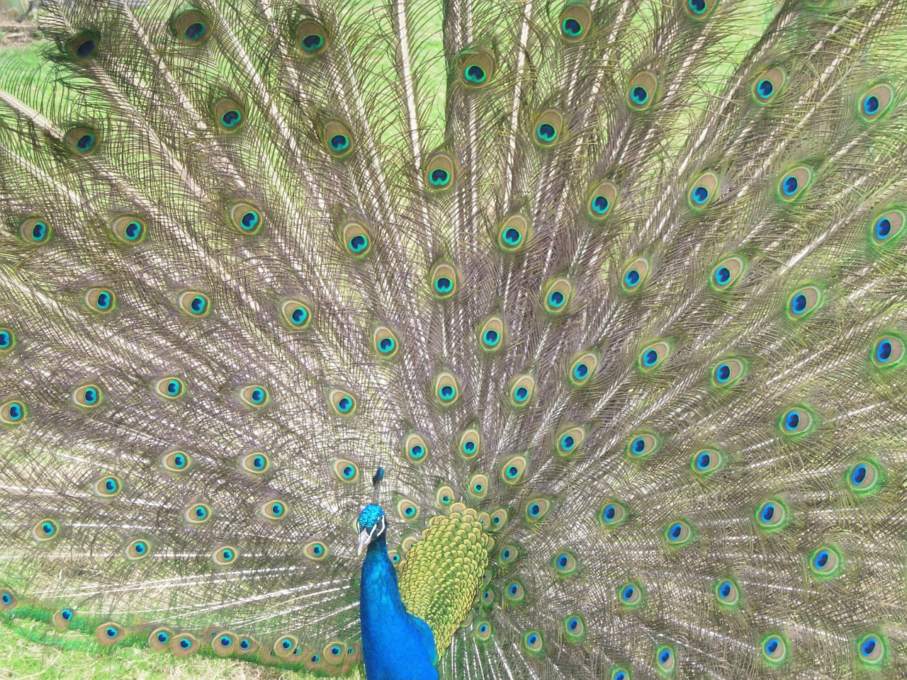 peacock bird feathers free photo