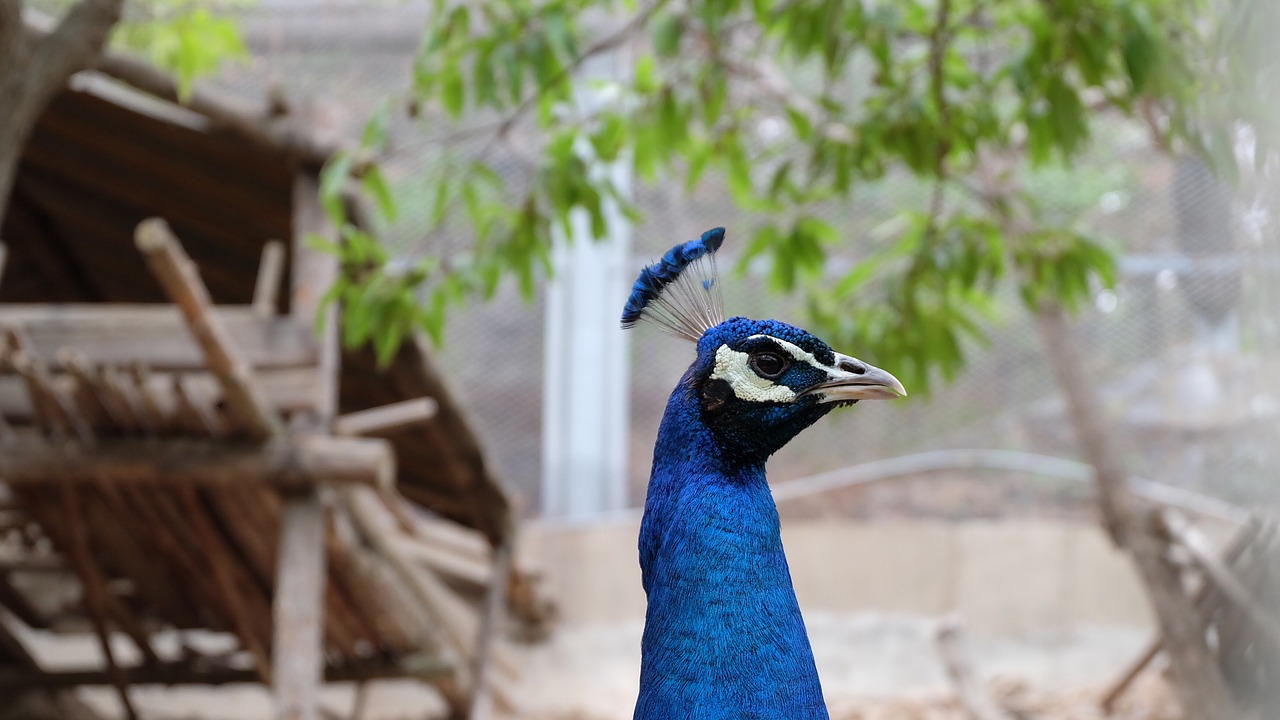 peacock blue peacock animal free photo