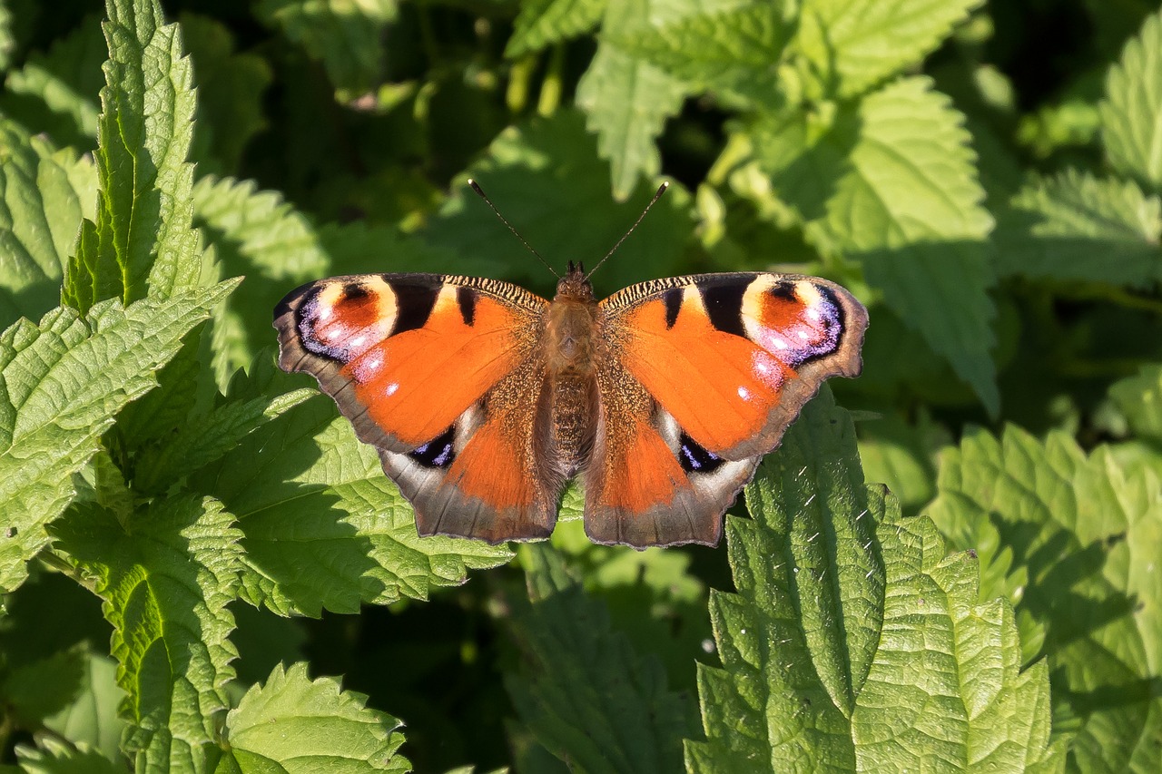 peacock peacock butterfly butterfly free photo