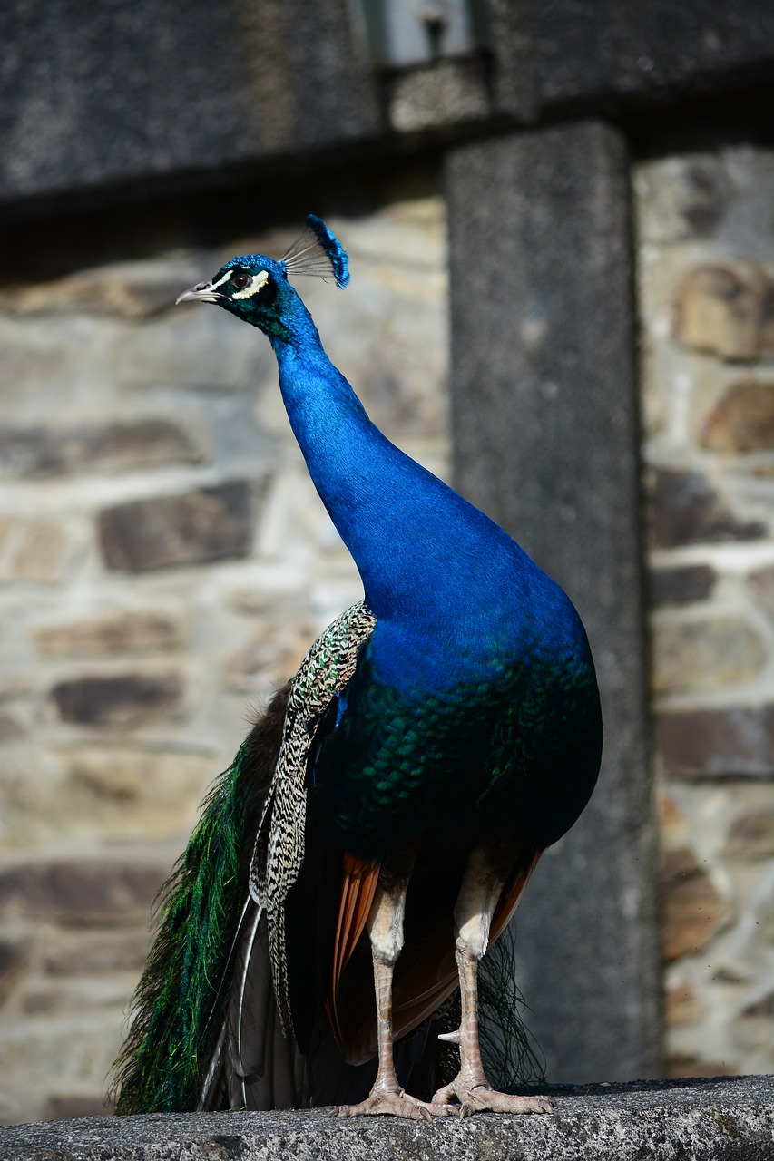 peacock bird stand free photo