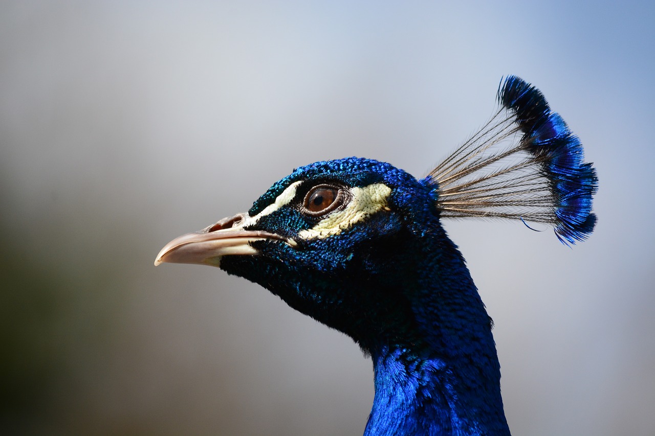 peacock head closeup free photo