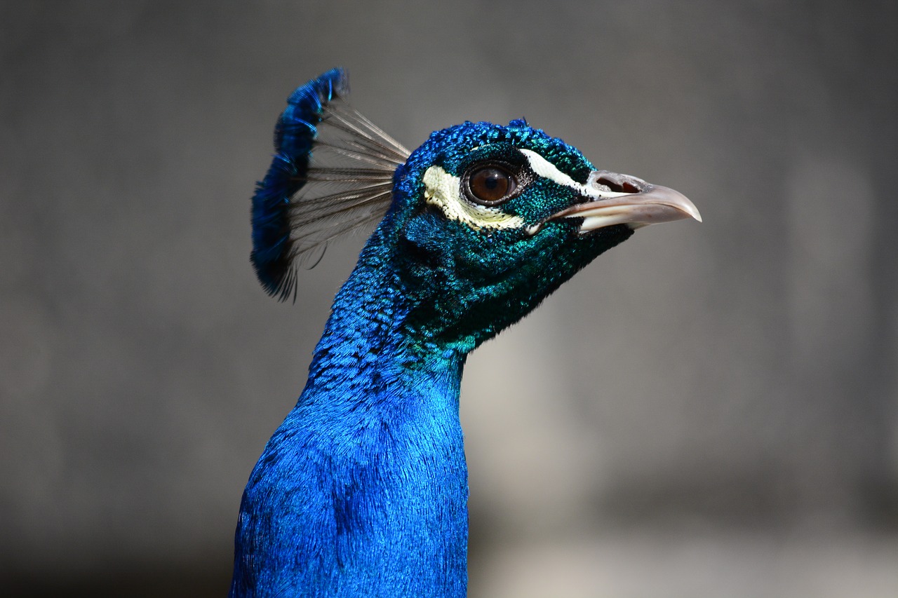 peacock bird head free photo
