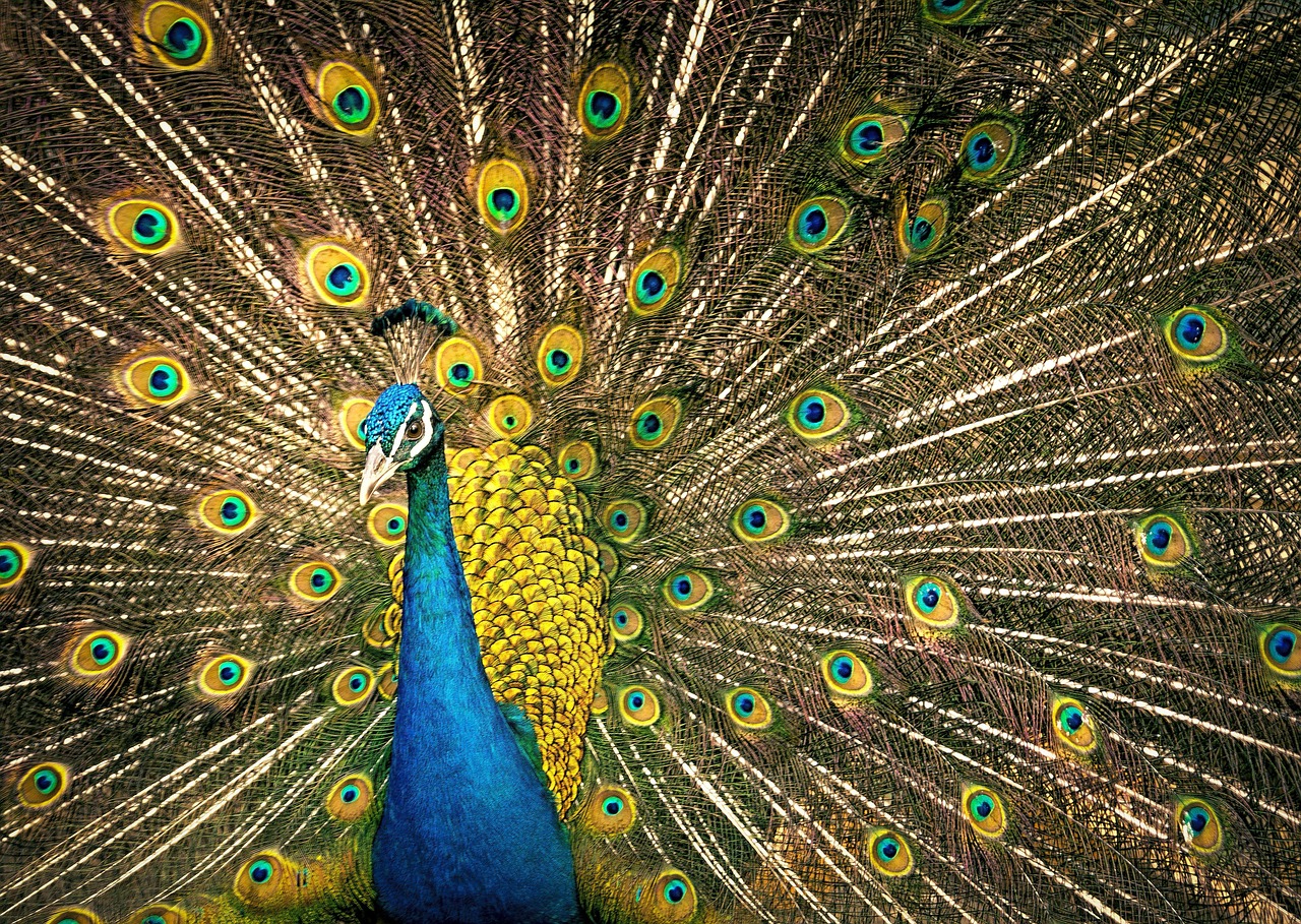 peacock plumage colourful free photo