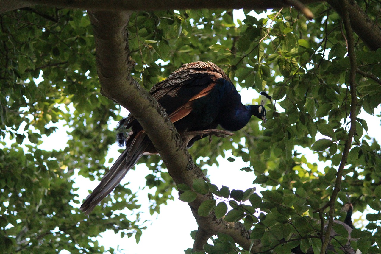 peacock bird tree free photo