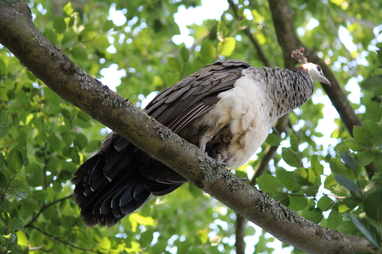 peacock bird tree free photo