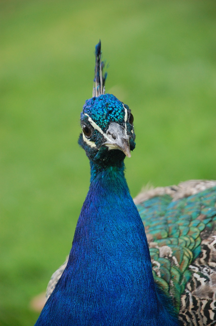 peacock bird animals free photo