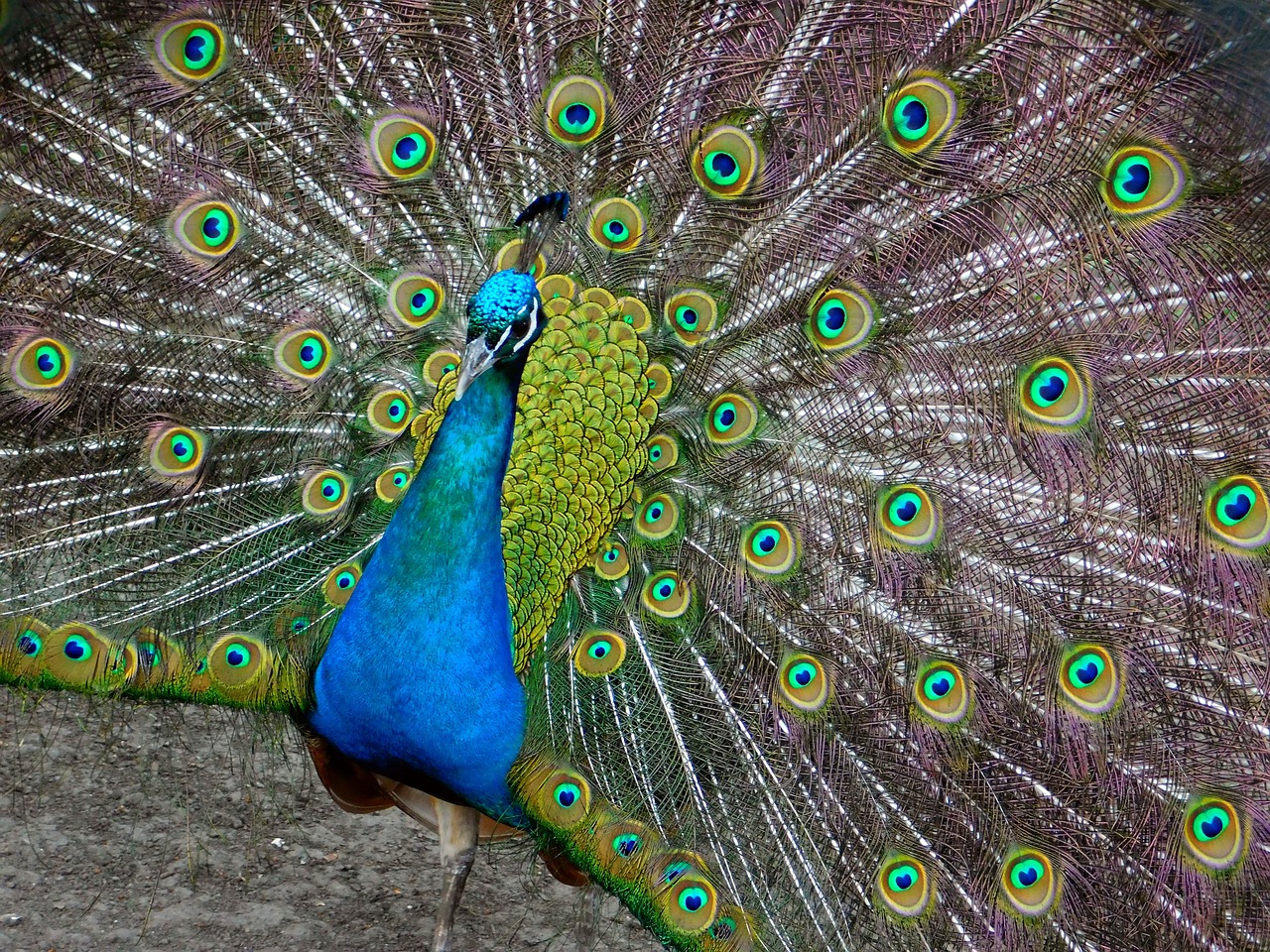 peacock bird feathers free photo