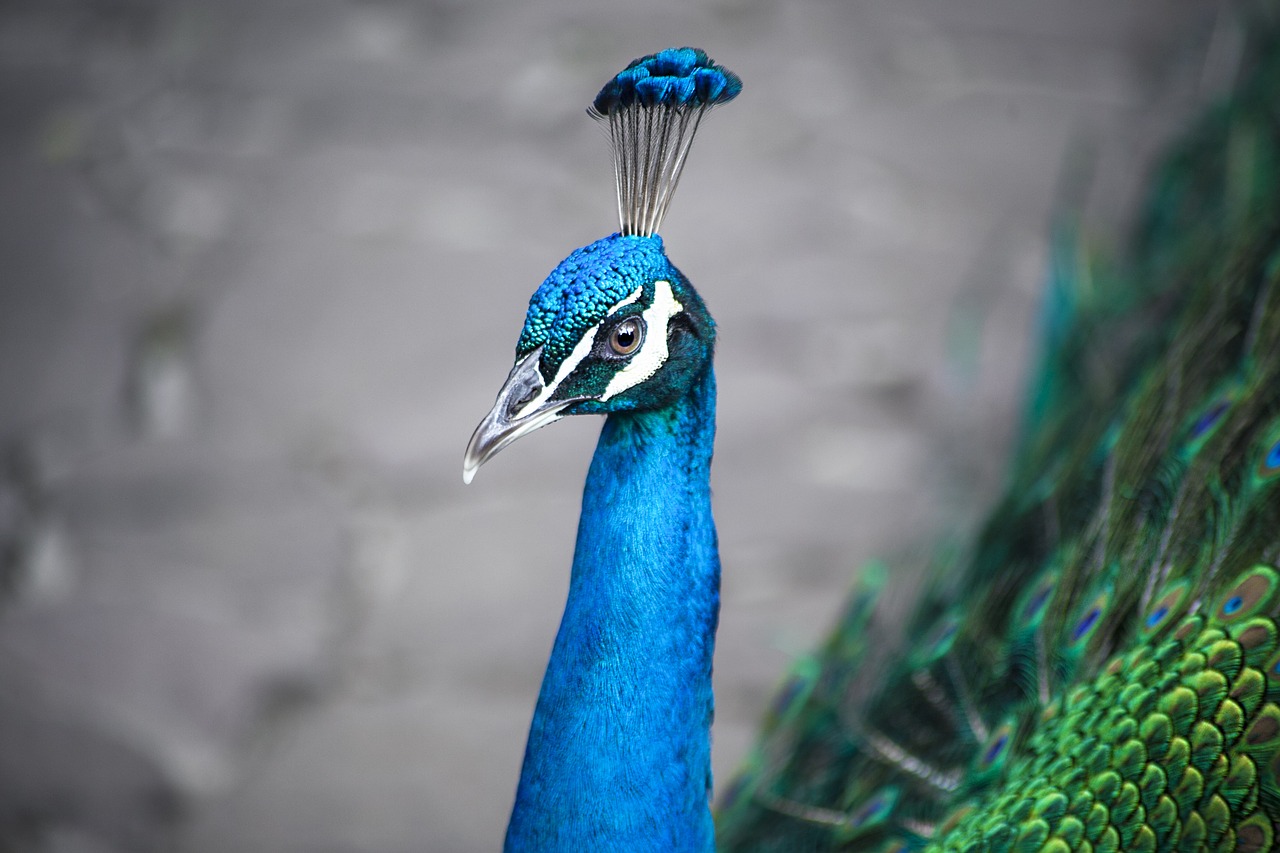 peacock bird animal free photo