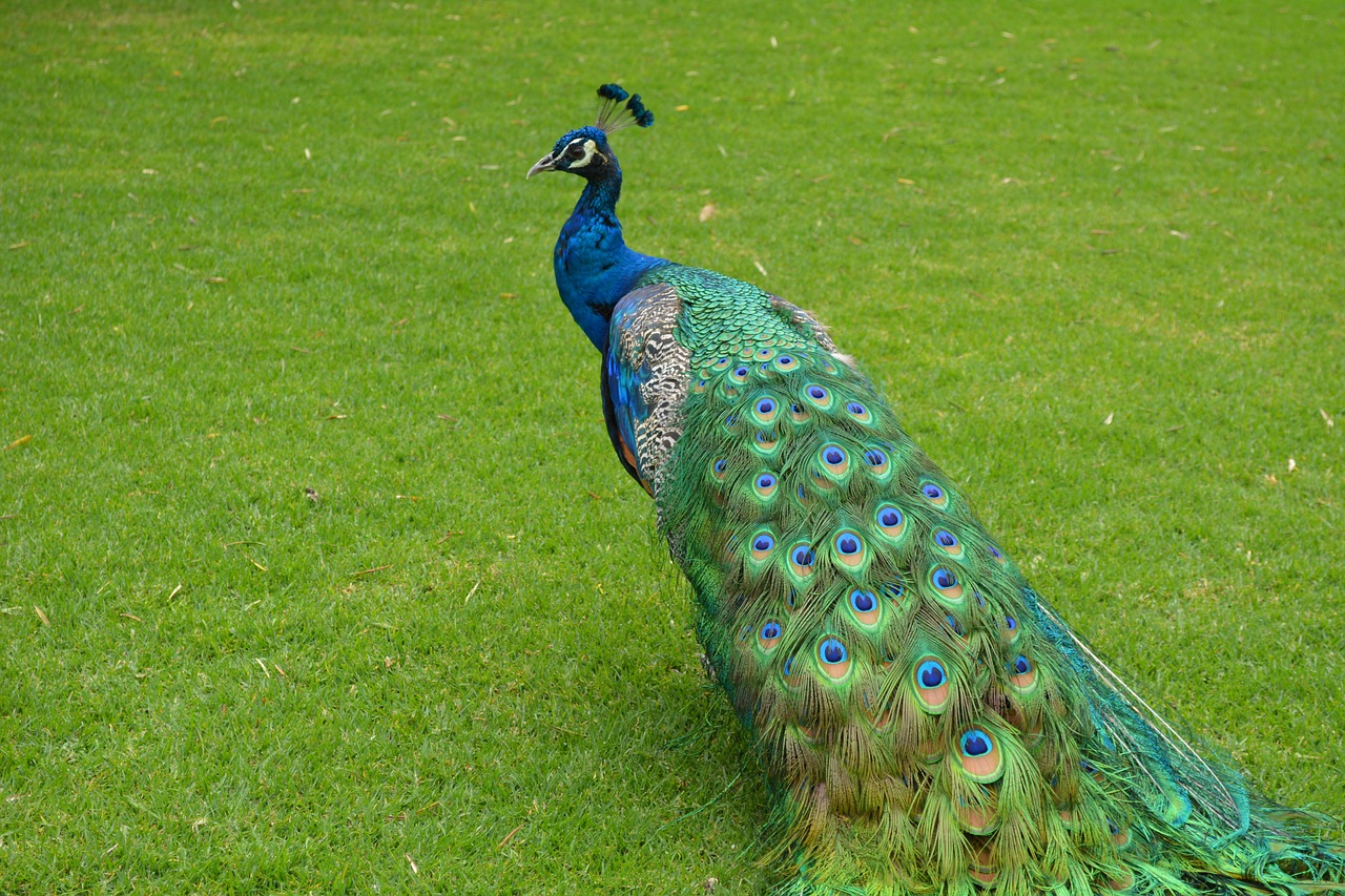 peacock green turkey free photo