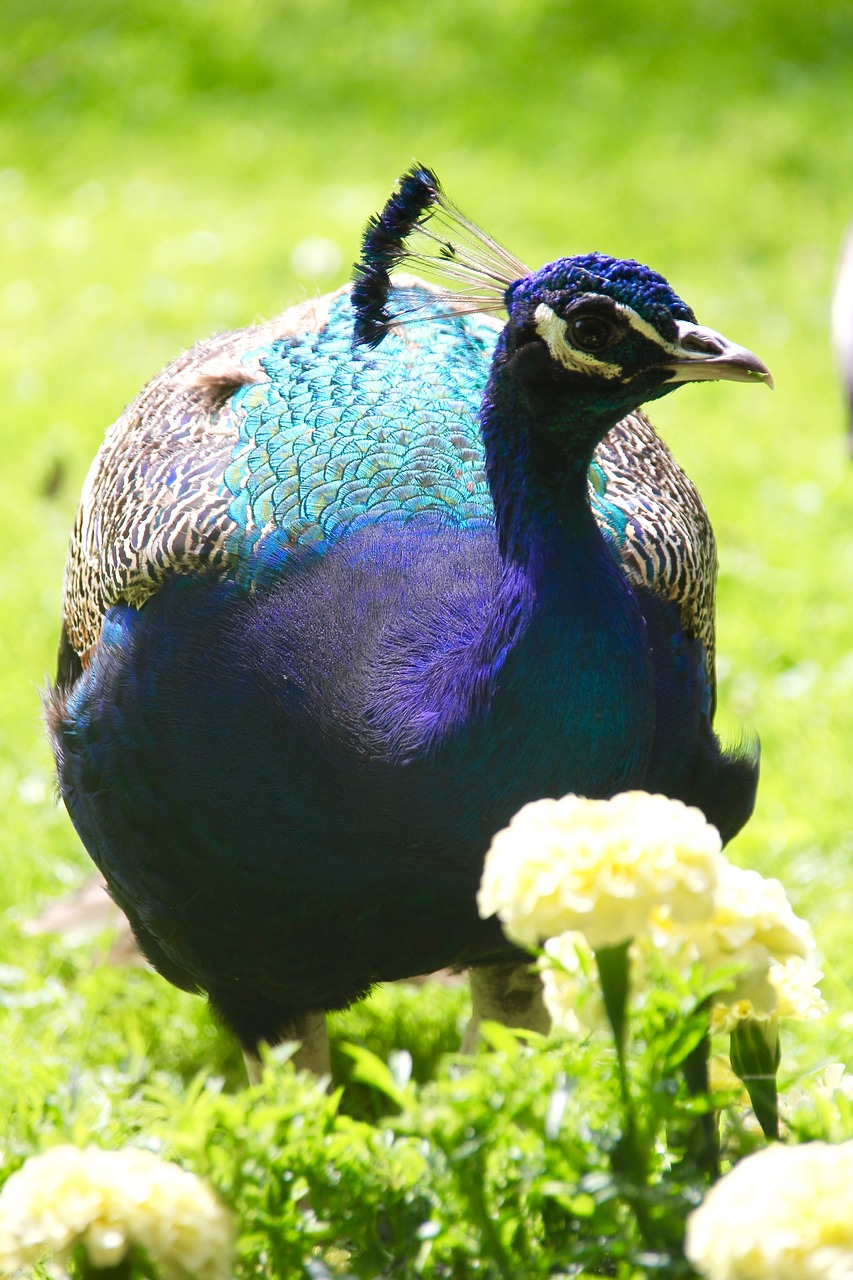 peacock bird animal free photo