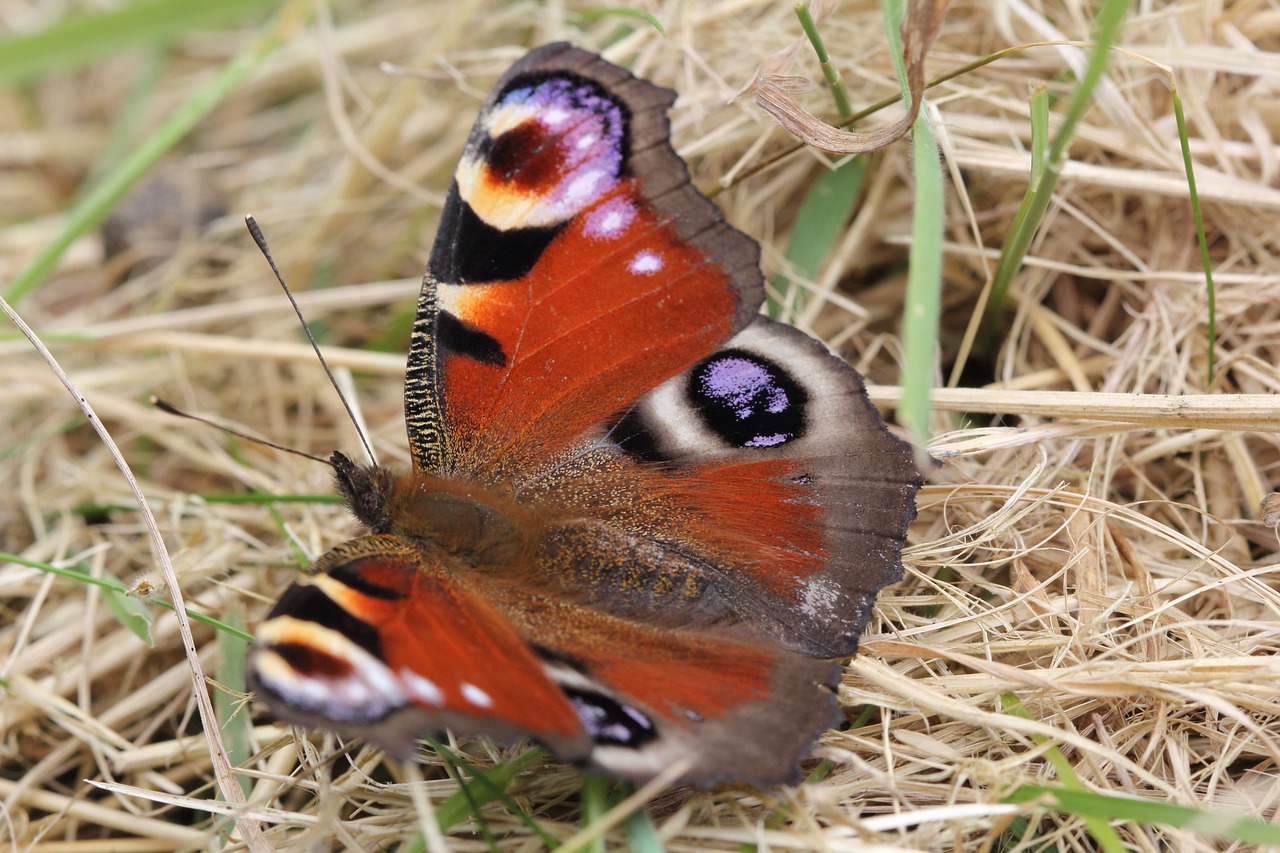 peacock butterfly insect free photo