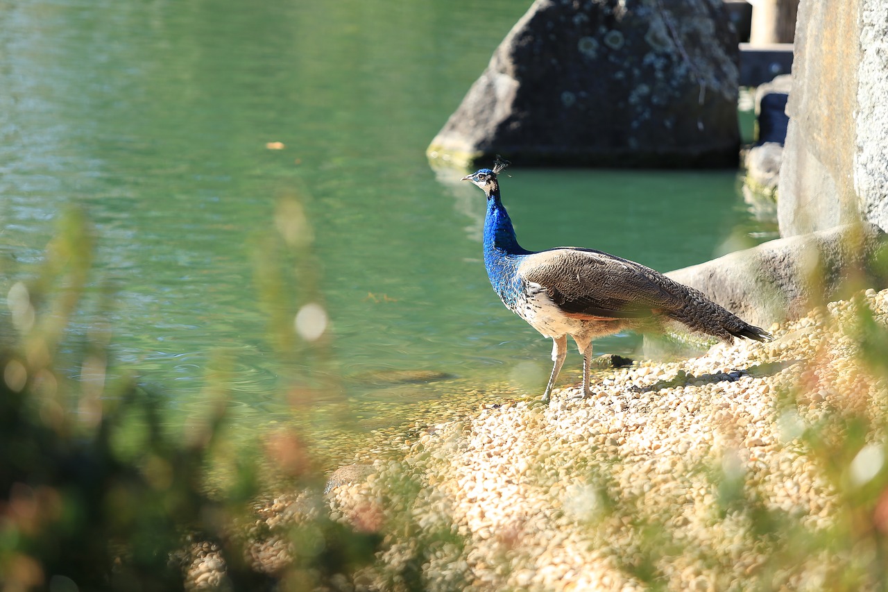 peacock bird nature free photo