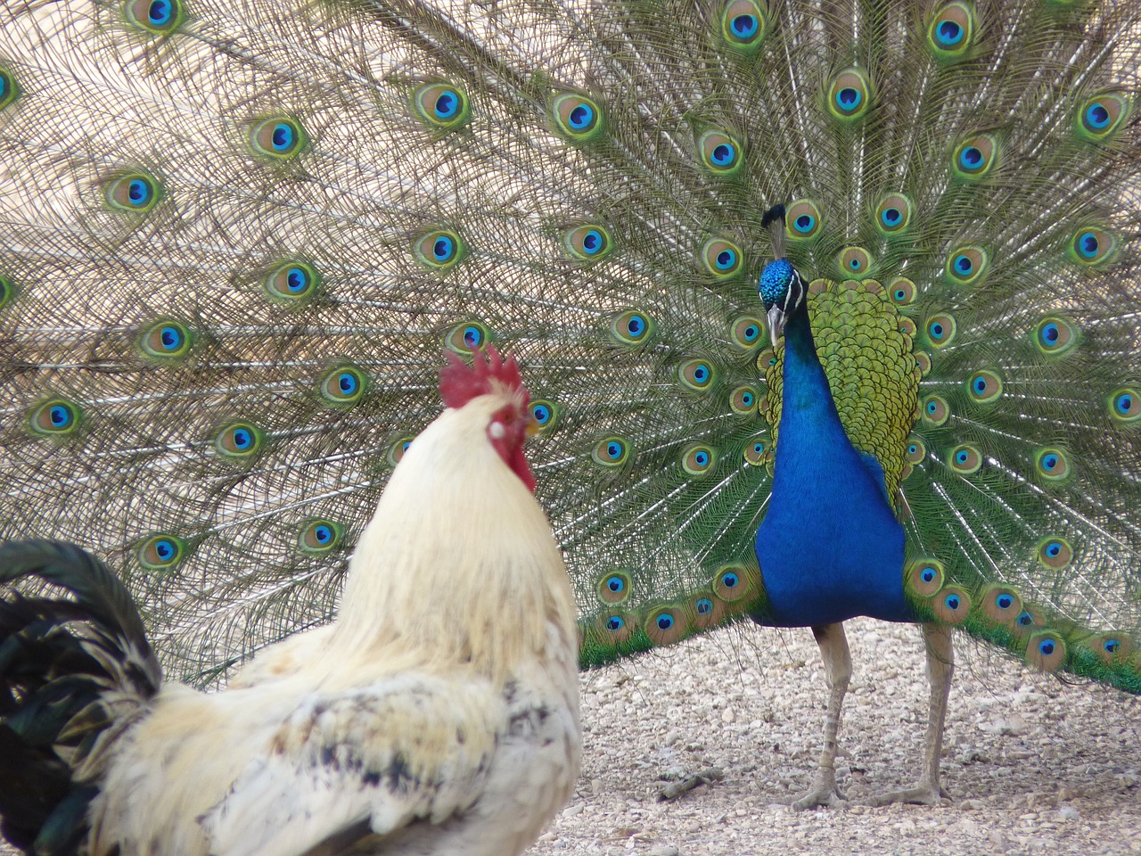 peacock gallo colors free photo