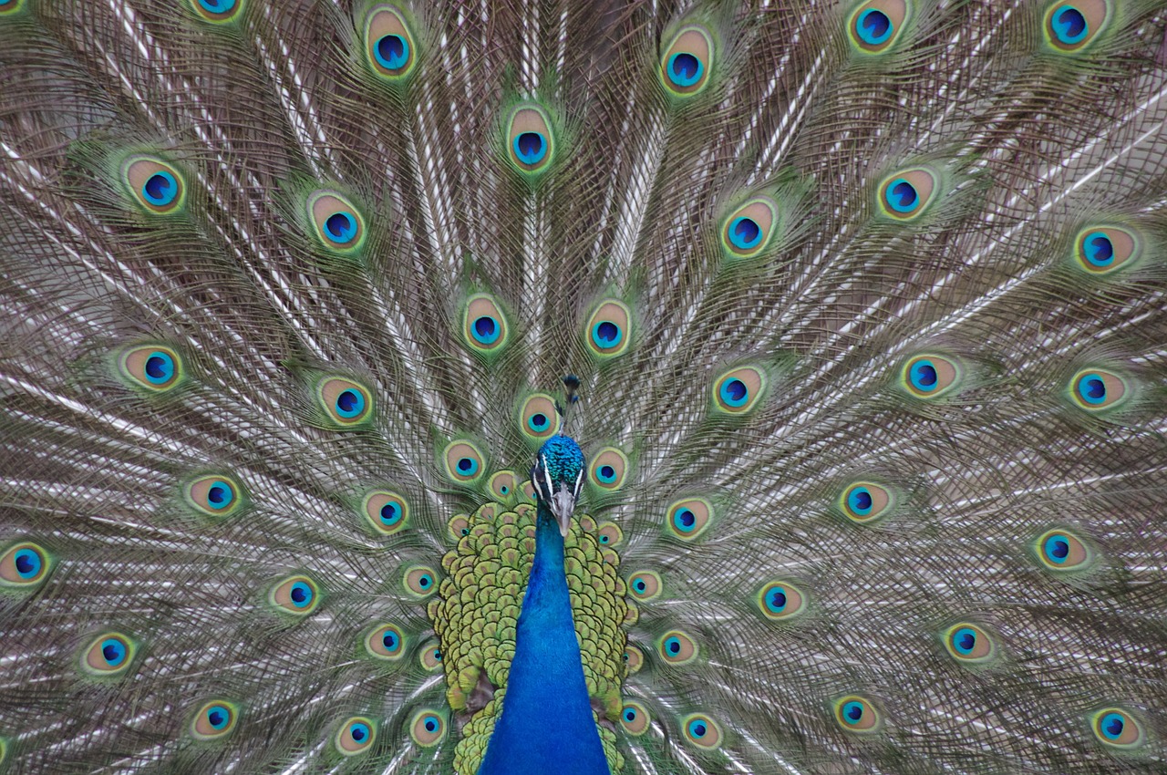 peacock philadelphia zoo free photo