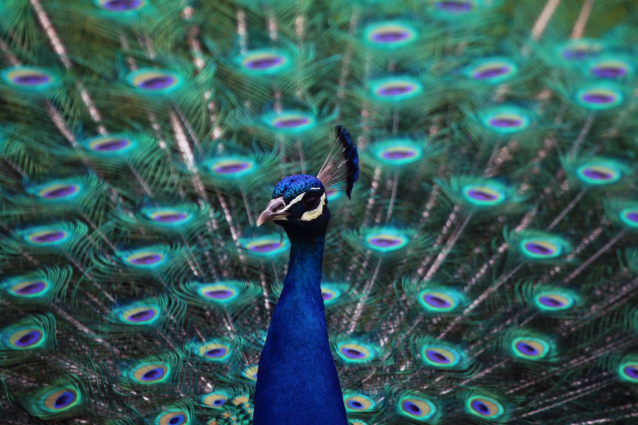 peacock peacock feather bird free photo