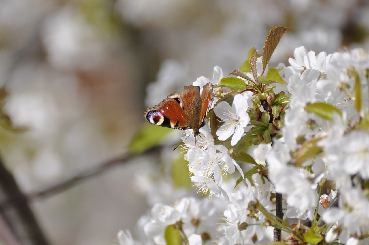 peacock butterfly cherry blossoms free photo