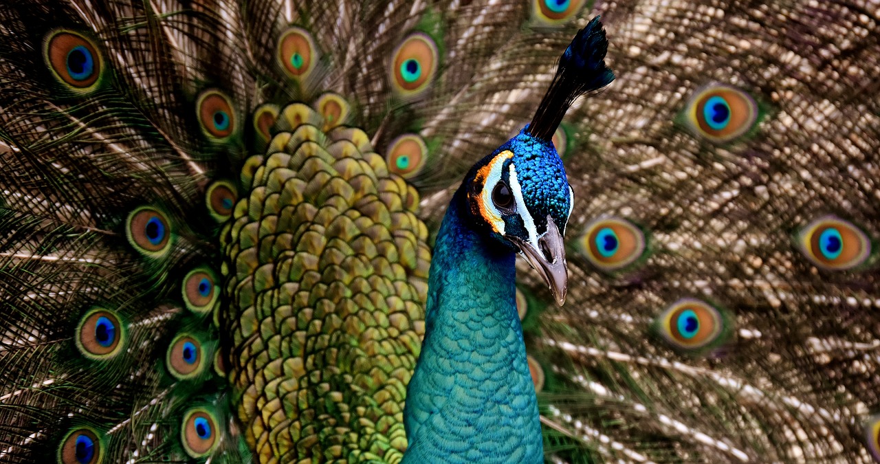 peacock beautiful colorful free photo