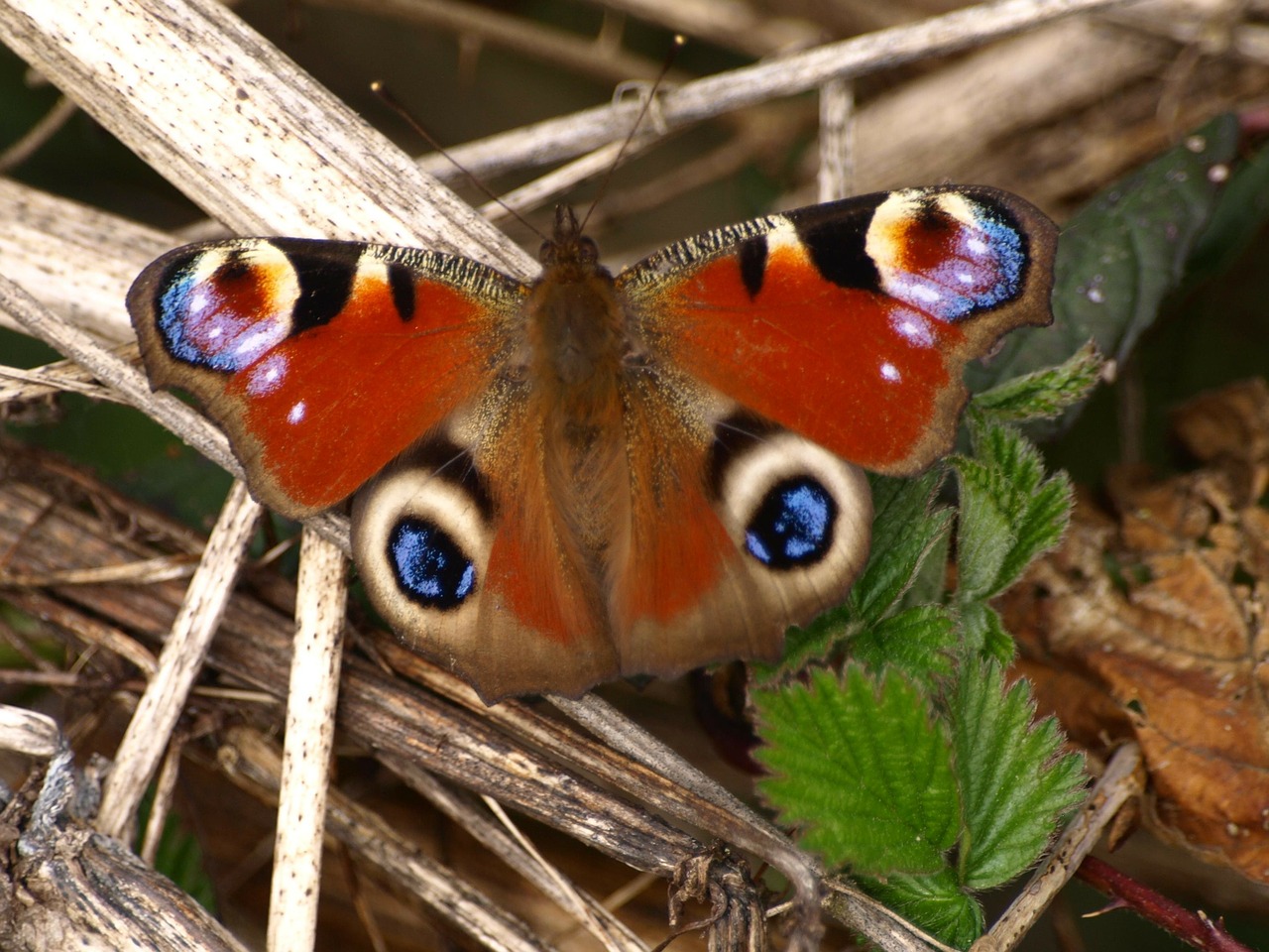 peacock butterfly wing free photo