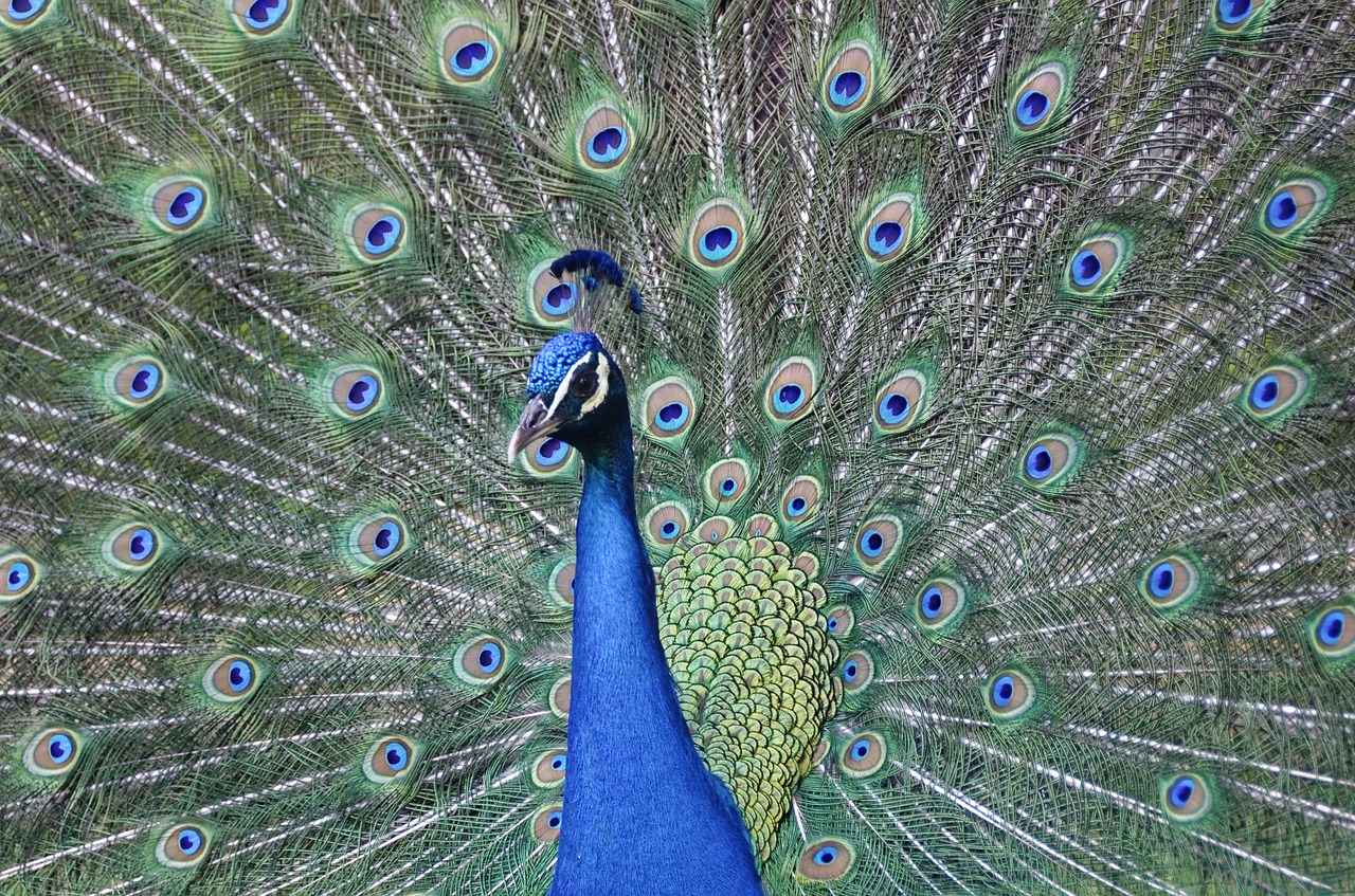 peacock feather bird free photo