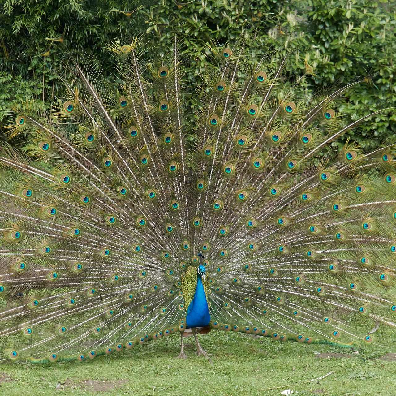 peacock bird feather free photo