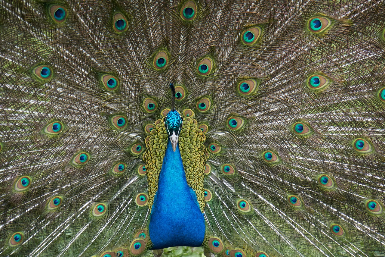 peacock bird feather free photo