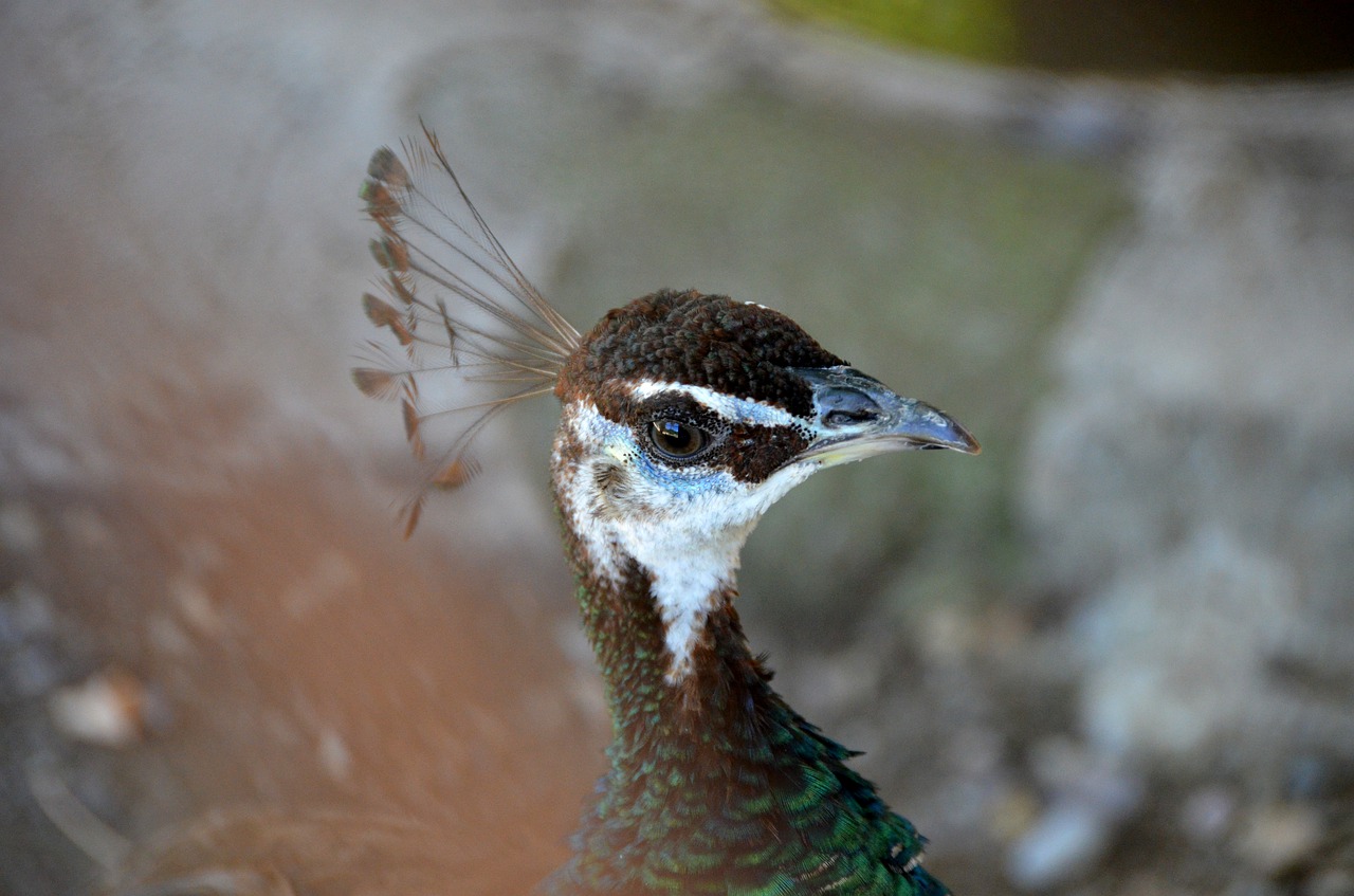 peacock fauna bird free photo