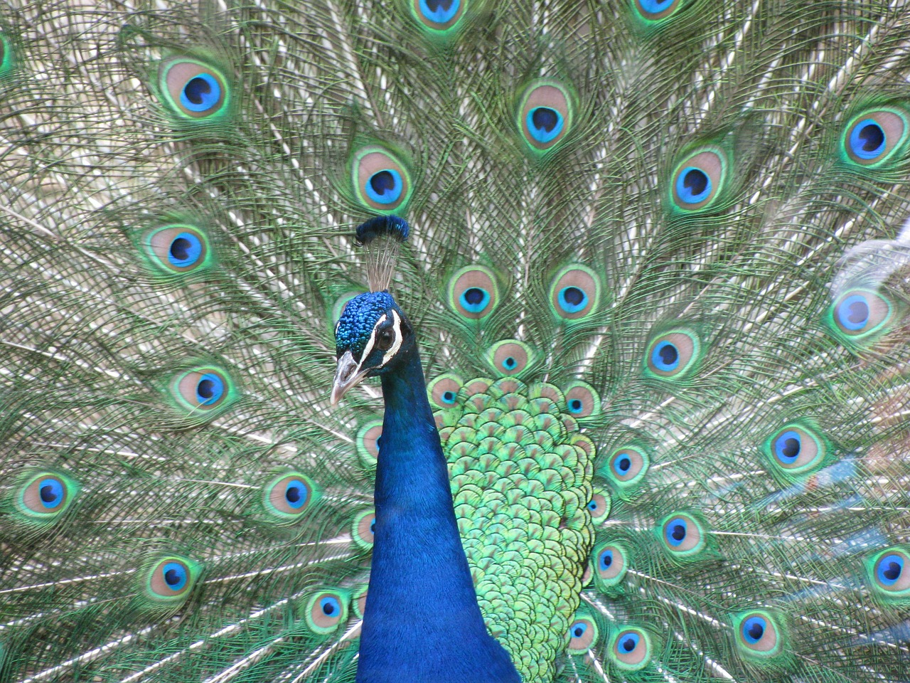 peacock bird blue free photo