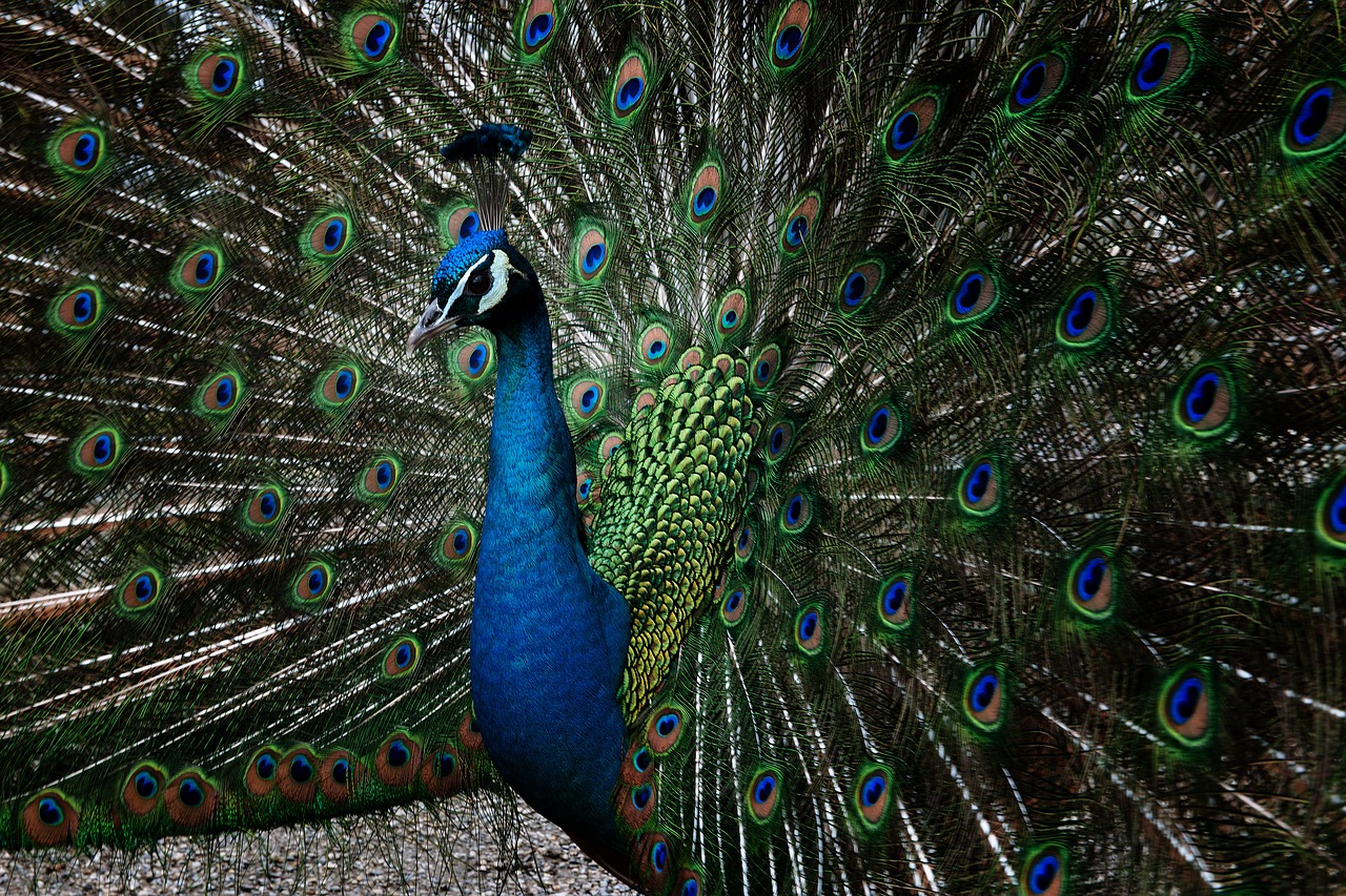 peacock feather bird free photo