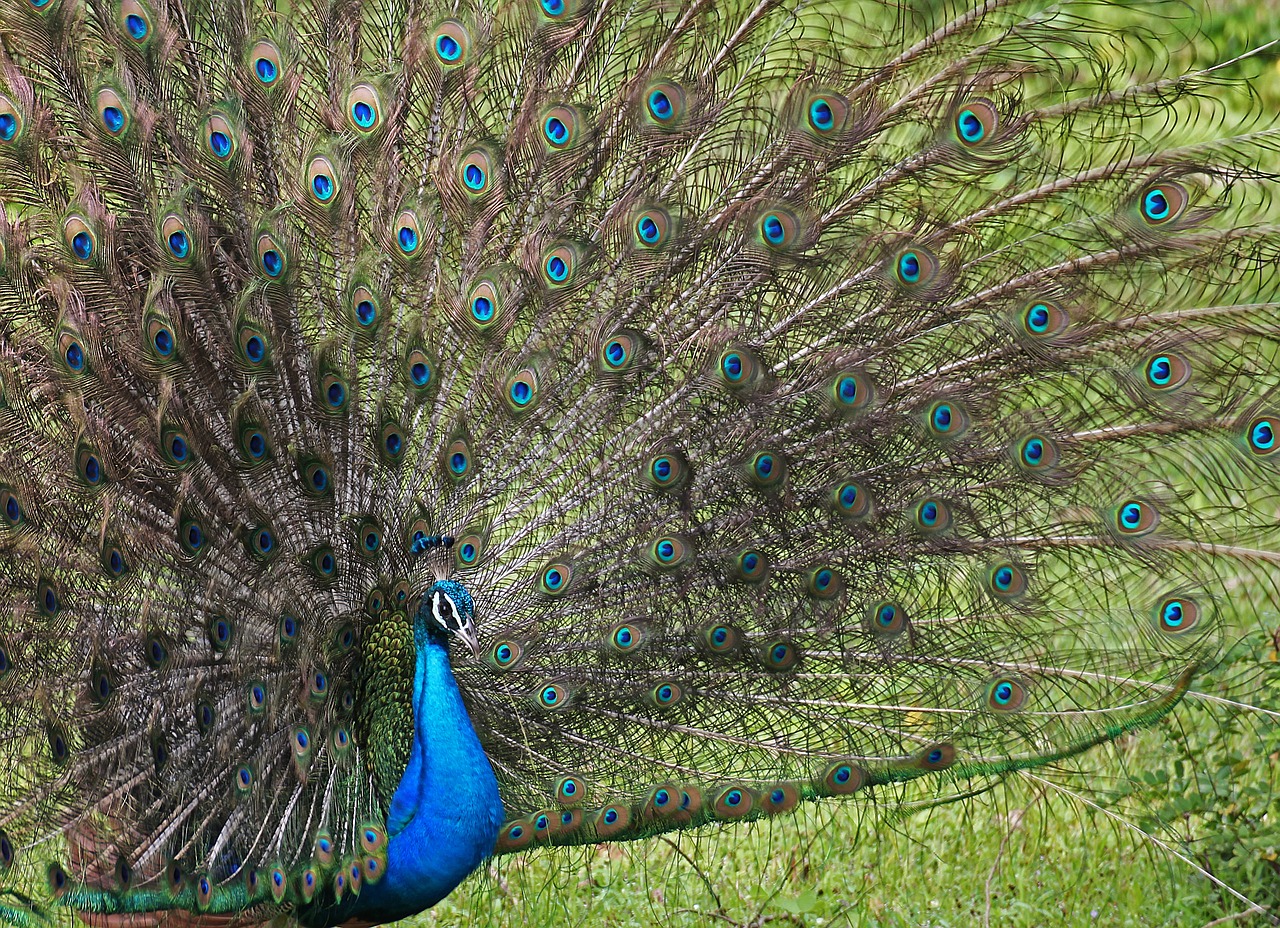 peacock hen eye free photo