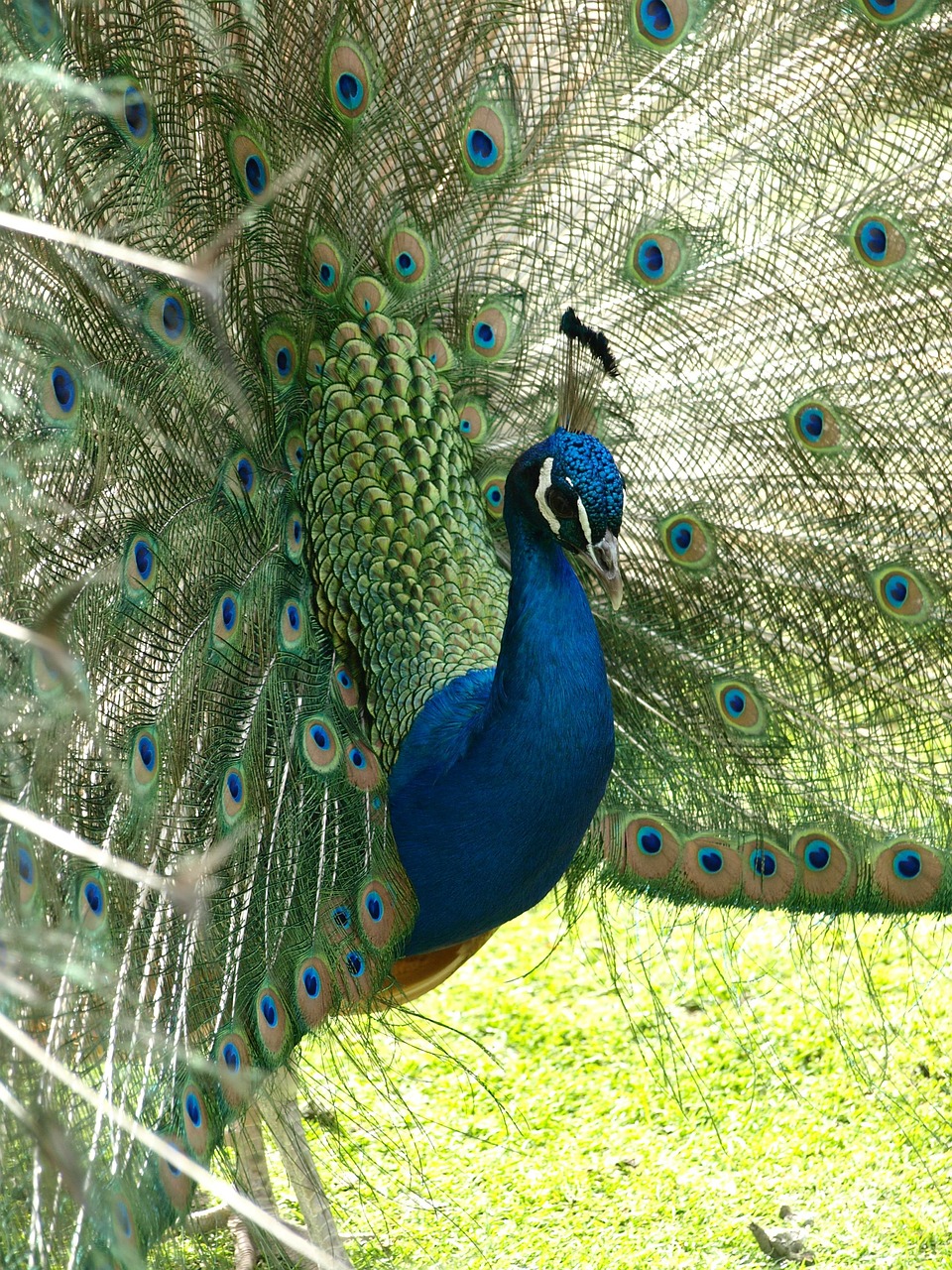 peacock bird color free photo