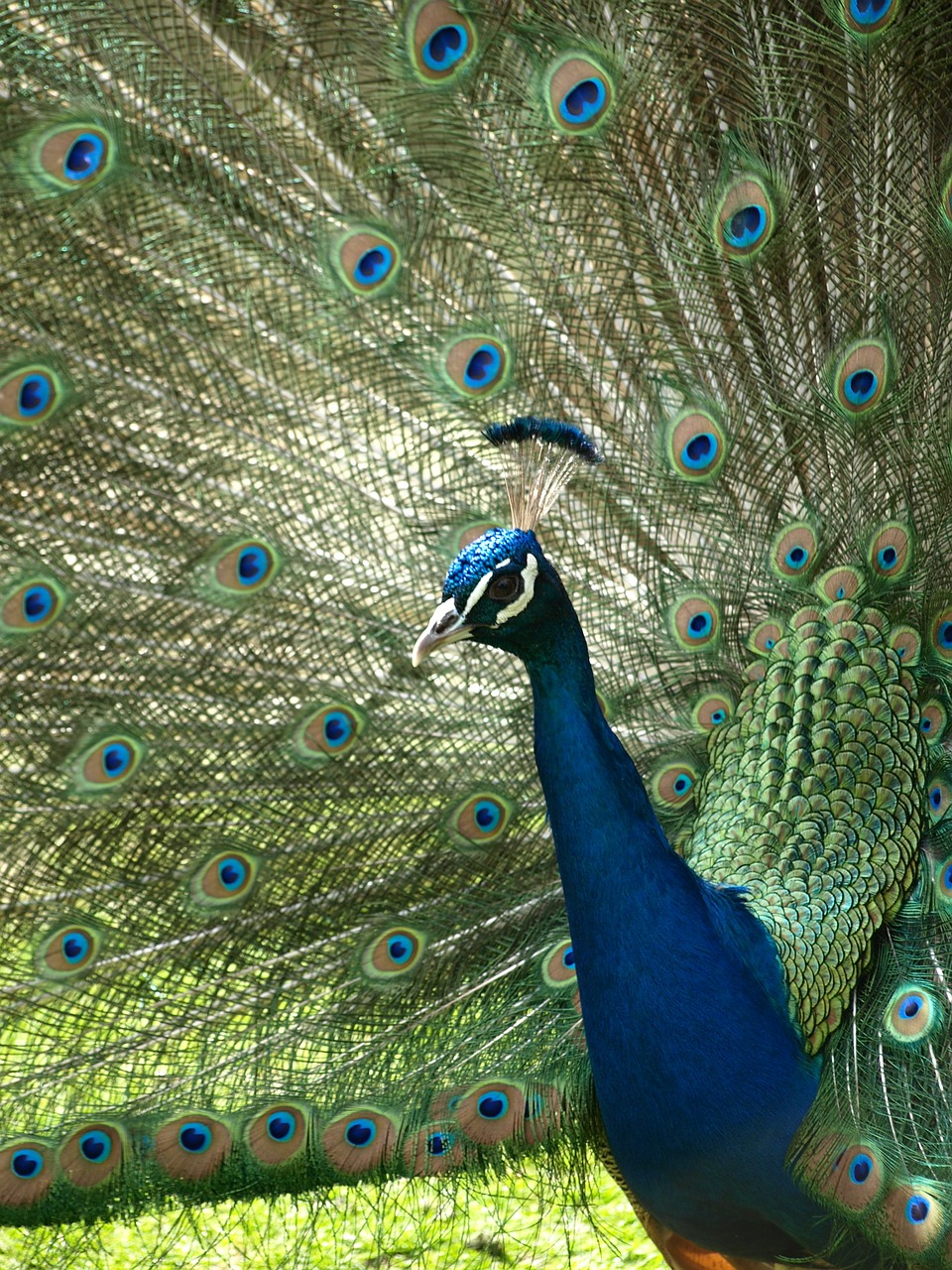 peacock iridescent blue free photo