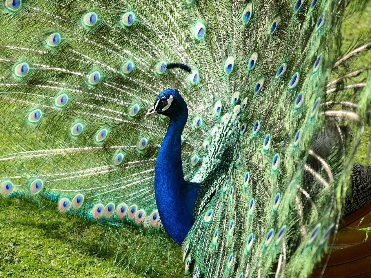 peacock color iridescent free photo