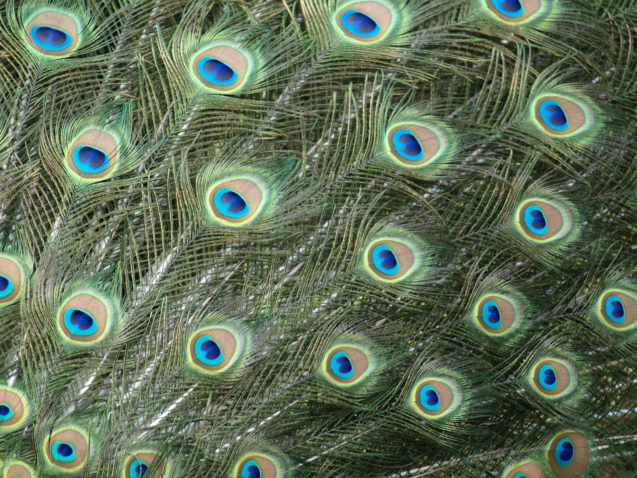 peacock peacock feathers colorful free photo
