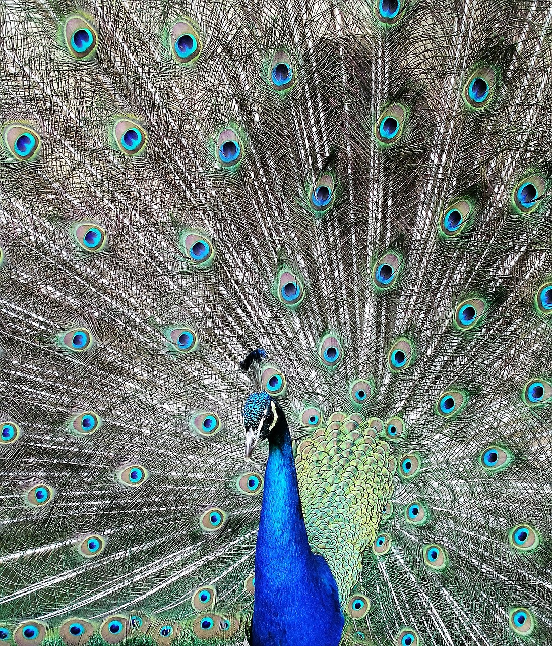 peacock bird feather free photo