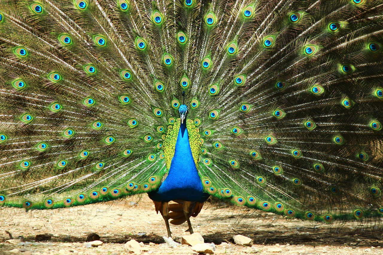 peacock birds exhibition free photo