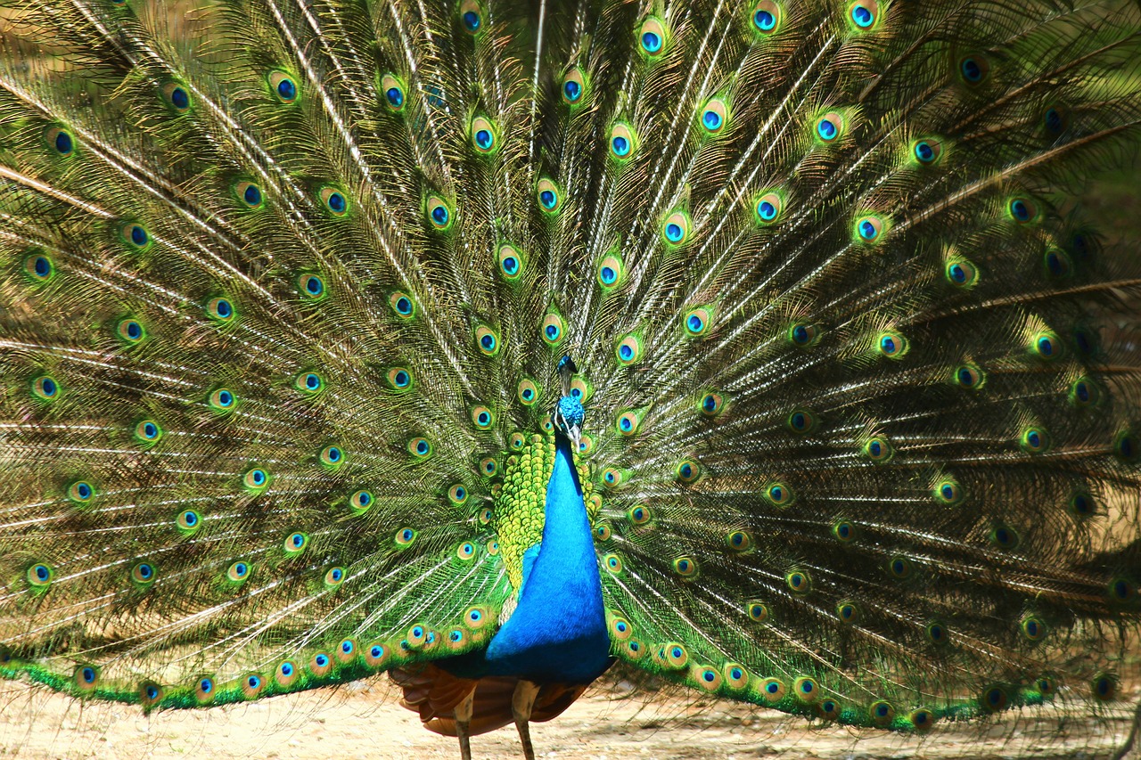 peacock birds tail free photo