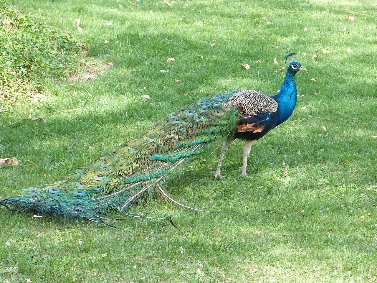 peacock bird grass free photo