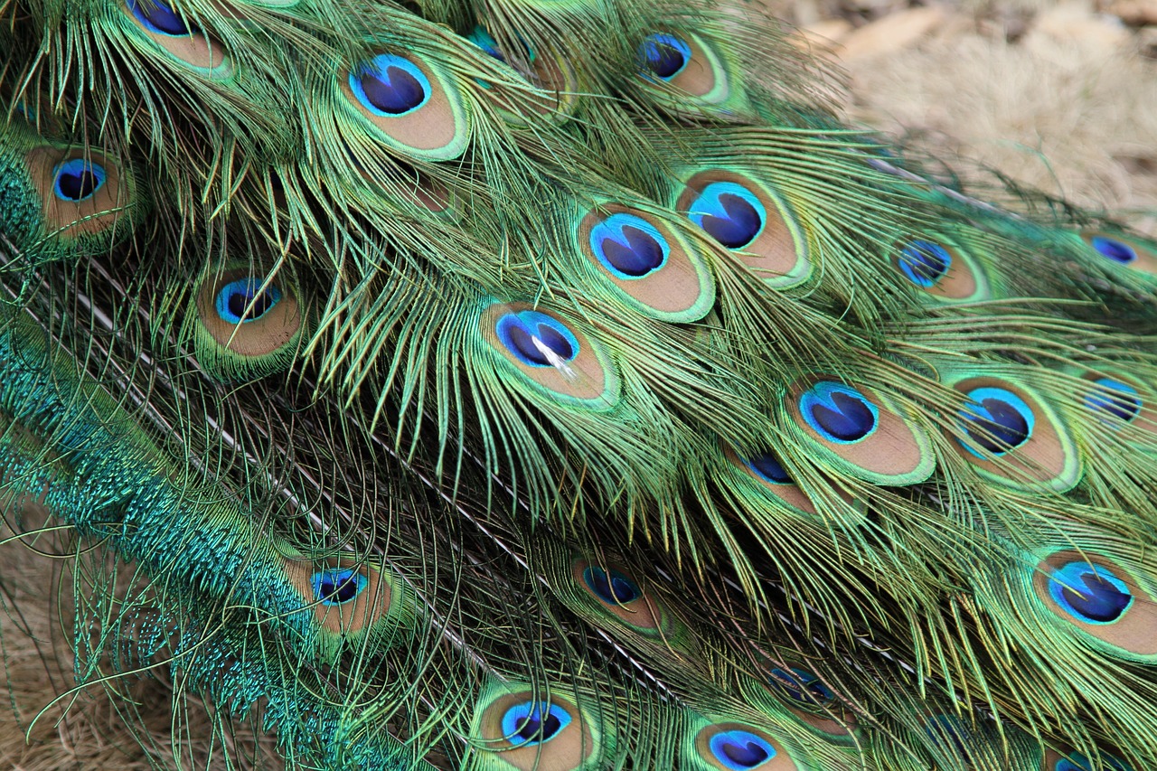 peacock  feather  bird free photo